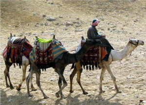Camels_at_Giza